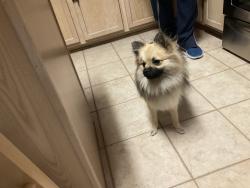 Found/Stray Male Dog last seen Villas of Spring Creek, San Antonio, TX 78247