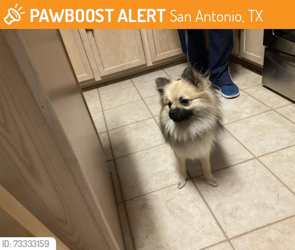 Found/Stray Male Dog last seen Villas of Spring Creek, San Antonio, TX 78247