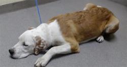 Shelter Stray Female Dog last seen Near BLOCK W 3RD AVE, DENVER CO 80219, 1241 W Bayaud Ave, Denver, CO 80223, USA
