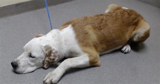 Shelter Stray Female Dog last seen Near BLOCK W 3RD AVE, DENVER CO 80219, 1241 W Bayaud Ave, Denver, CO 80223, USA
