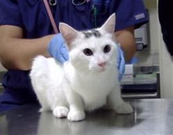 Shelter Stray Male Cat last seen Near BLOCK S BALSAM WAY, DENVER CO 80123, 1241 W Bayaud Ave, Denver, CO 80223, USA
