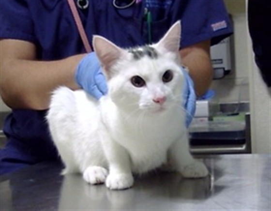Shelter Stray Male Cat last seen Near BLOCK S BALSAM WAY, DENVER CO 80123, 1241 W Bayaud Ave, Denver, CO 80223, USA