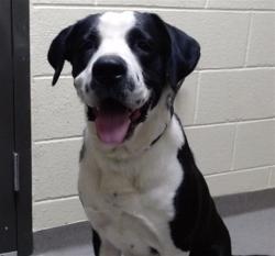 Shelter Stray Male Dog last seen Near BLOCK N FEDERAL BLVD, DENVER CO 80219, 1241 W Bayaud Ave, Denver, CO 80223, USA