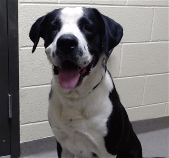 Shelter Stray Male Dog last seen Near BLOCK N FEDERAL BLVD, DENVER CO 80219, 1241 W Bayaud Ave, Denver, CO 80223, USA