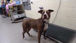 Shelter Stray Female Dog last seen Near BLOCK W BAYAUD AVE, DENVER CO 80223, 1241 W Bayaud Ave, Denver, CO 80223, USA
