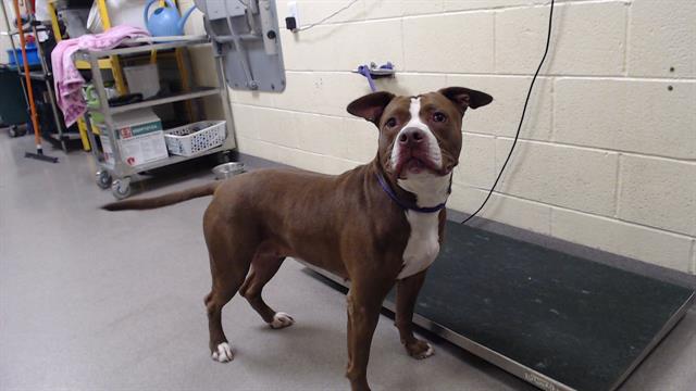 Shelter Stray Female Dog last seen Near BLOCK W BAYAUD AVE, DENVER CO 80223, 1241 W Bayaud Ave, Denver, CO 80223, USA