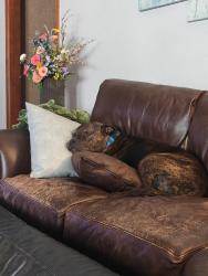 Reunited Male Dog last seen NW 30th St & N Hammond Ave, Bethany, OK 73122, USA, Bethany, OK 73122