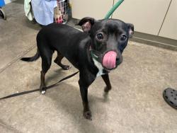 Shelter Stray Male Dog last seen ORANGE ST, SORRENTO, 12280 County Rd 448, Tavares, FL 32778, USA