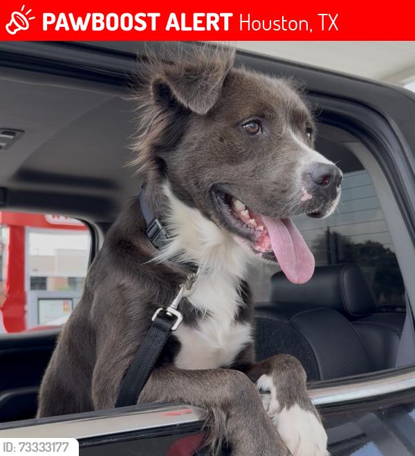 Lost Male Dog last seen Near Longenbaugh Rd Cypress, TX 77433 United States, Houston, TX 77433