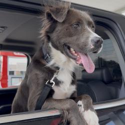 Lost Male Dog last seen Near Longenbaugh Rd Cypress, TX 77433 United States, Houston, TX 77433