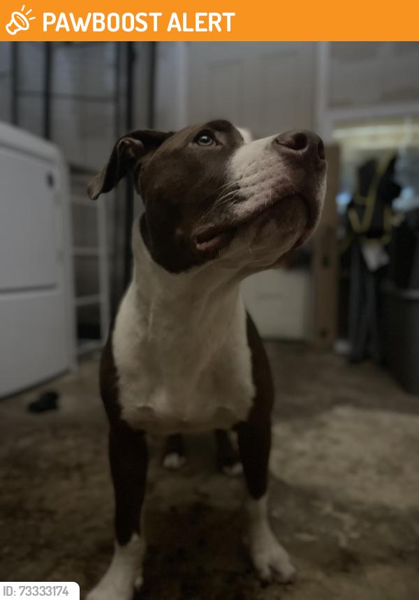 Found/Stray Male Dog last seen 13th Ave. and 153rd St., North Miami Beach, FL 33162