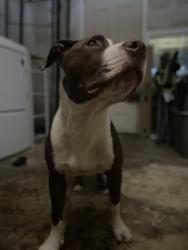 Found/Stray Male Dog last seen 13th Ave. and 153rd St., North Miami Beach, FL 33162