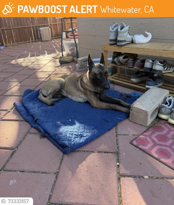 Found/Stray Female Dog last seen Painted Hills Road and 29 Palms Highway, Whitewater, CA 92282