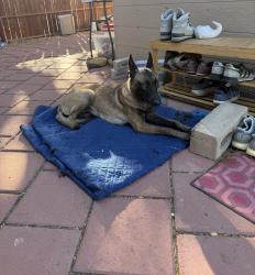 Found/Stray Female Dog last seen Painted Hills Road and 29 Palms Highway, Whitewater, CA 92282