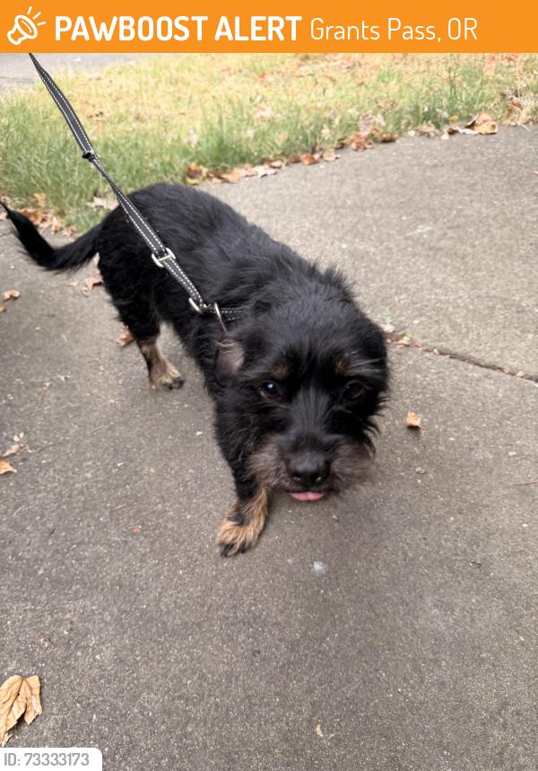 Found/Stray Male Dog last seen SW Bridge St and Lincoln, Grants Pass, OR 97526