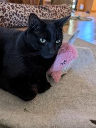 Lost Male Cat last seen Near Castlekeep Way, Austin, TX 78745