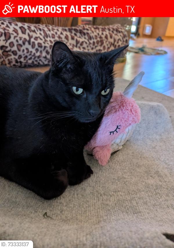 Lost Male Cat last seen Near Castlekeep Way, Austin, TX 78745