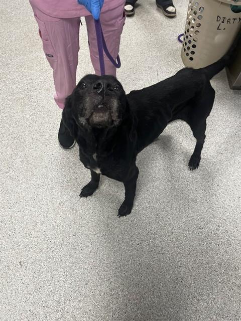 Shelter Stray Female Dog last seen Near BLOCK LATE SUNSET WAY, TALLAHASSEE FL 32310, 1125 Easterwood Dr, Tallahassee, FL 32311, USA