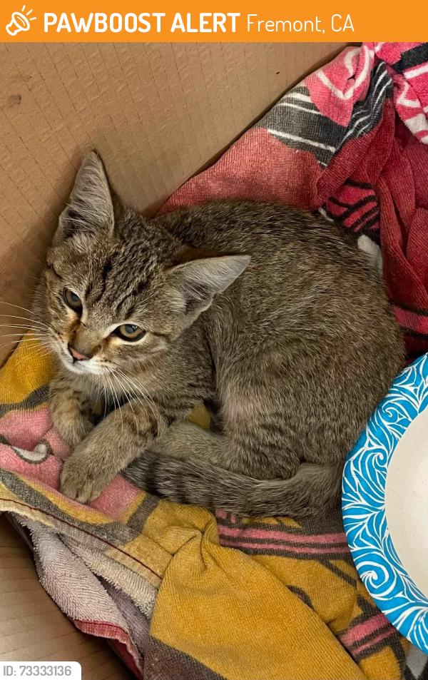 Found/Stray Male Cat last seen Albrae St. & Stevenson Blvd., Fremont, CA 94538
