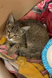 Found/Stray Male Cat last seen Albrae St. & Stevenson Blvd., Fremont, CA 94538