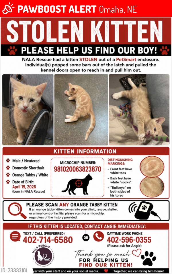 Lost Male Cat last seen Petsmart Oakview, Omaha, NE 68144