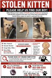 Lost Male Cat last seen Petsmart Oakview, Omaha, NE 68144