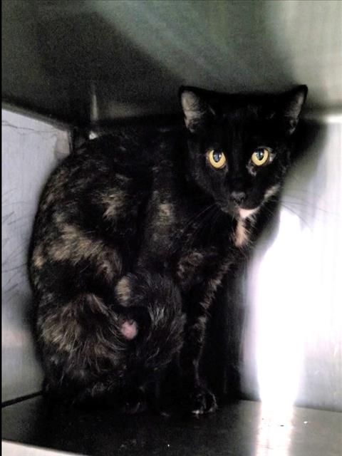 Shelter Stray Female Cat last seen , 1850 W 60th St, Los Angeles, CA 90047, USA