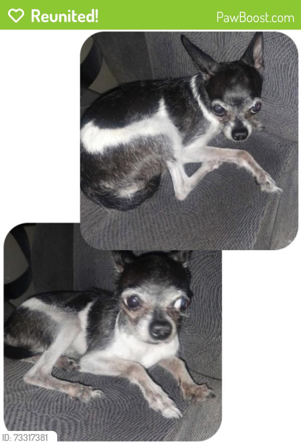 Reunited Female Dog last seen 36th street between thomas and Oak, Phoenix, AZ 85028