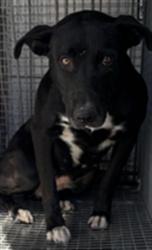 Shelter Stray Female Dog last seen , 1850 W 60th St, Los Angeles, CA 90047, USA
