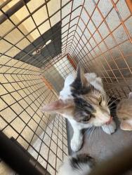 Shelter Stray Unknown Cat last seen Near BLOCK NW 12TH ST, OKLAHOMA CITY OK 73127, 2811 SE 29th St, Oklahoma City, OK 73129, USA