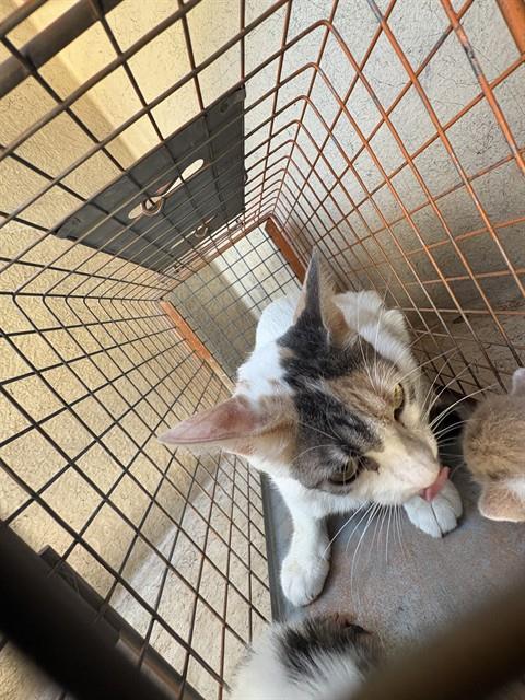 Shelter Stray Unknown Cat last seen Near BLOCK NW 12TH ST, OKLAHOMA CITY OK 73127, 2811 SE 29th St, Oklahoma City, OK 73129, USA