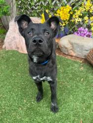 Shelter Stray Male Dog last seen Near BLOCK N I-35 SERVICE RD, OKLAHOMA CITY OK 73131, 2811 SE 29th St, Oklahoma City, OK 73129, USA