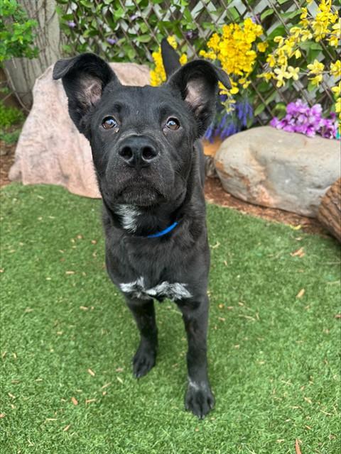 Shelter Stray Male Dog last seen Near BLOCK N I-35 SERVICE RD, OKLAHOMA CITY OK 73131, 2811 SE 29th St, Oklahoma City, OK 73129, USA
