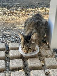 Found/Stray Female Cat last seen Lincoln and Russell, near Old town pizza, Auburn, CA 95603