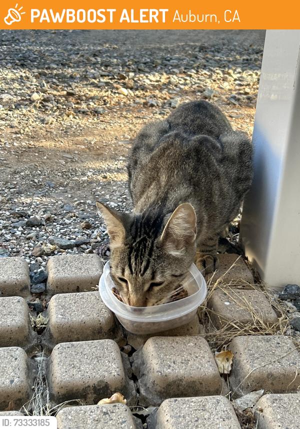 Found/Stray Female Cat last seen Lincoln and Russell, near Old town pizza, Auburn, CA 95603