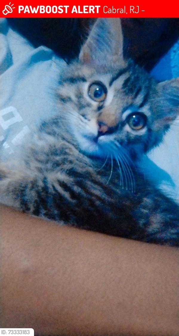Lost Female Cat last seen Rua beira rio 106, Cabral, RJ 21630-360
