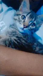 Lost Female Cat last seen Rua beira rio 106, Cabral, RJ 21630-360