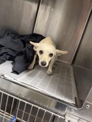 Shelter Stray Female Dog last seen , 14409 Vanowen St, Van Nuys, CA 91405, USA
