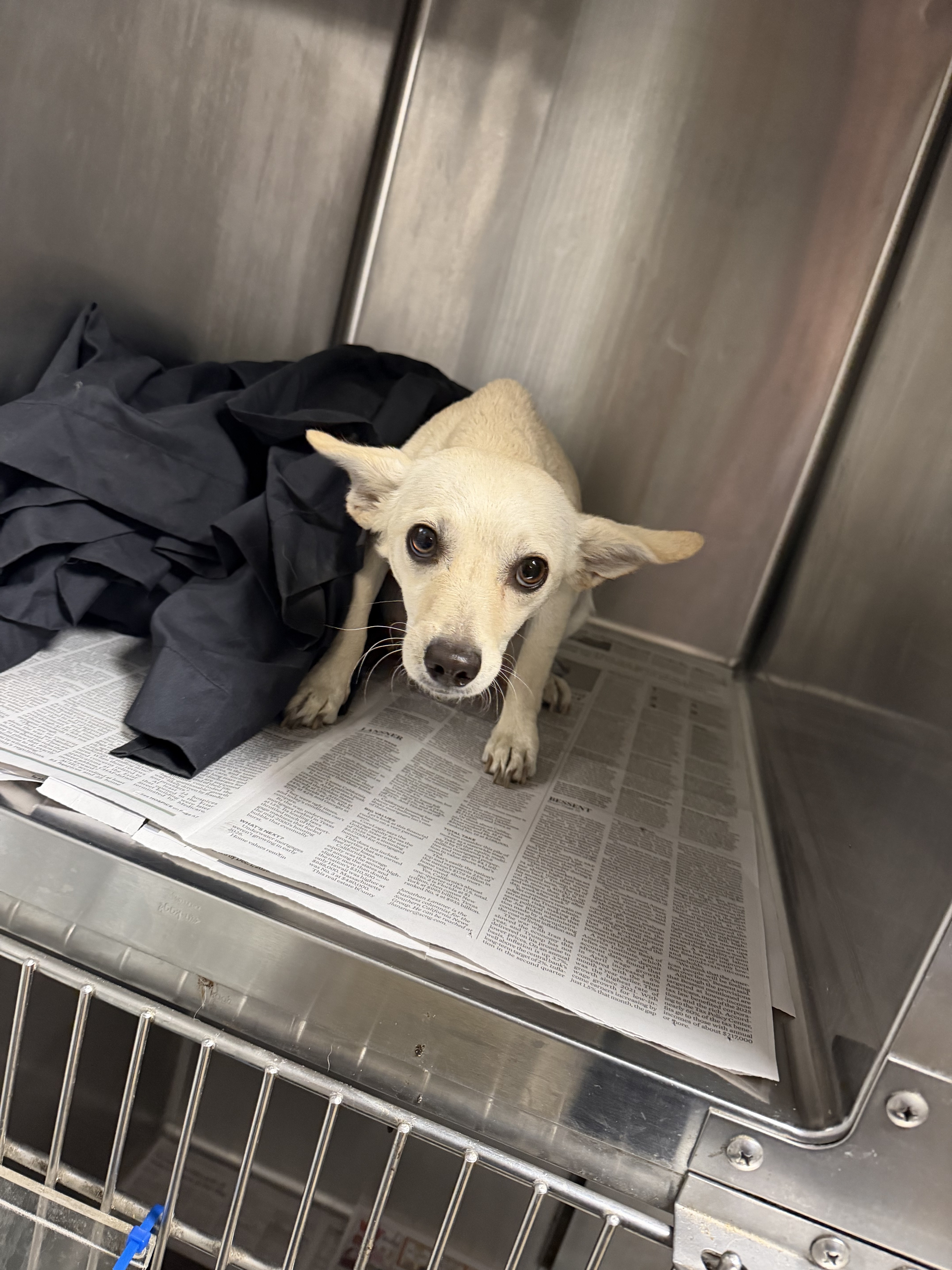 Shelter Stray Female Dog last seen , 14409 Vanowen St, Van Nuys, CA 91405, USA