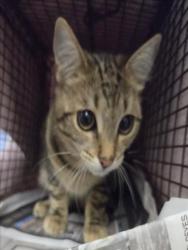 Shelter Stray Male Cat last seen , 14409 Vanowen St, Van Nuys, CA 91405, USA