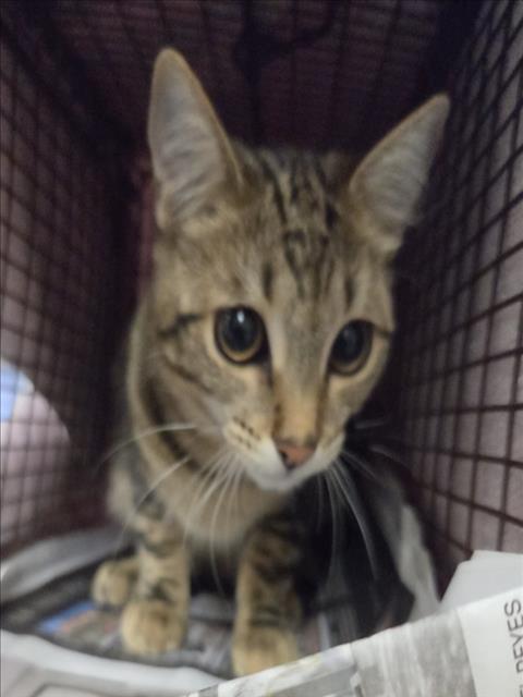 Shelter Stray Male Cat last seen , 14409 Vanowen St, Van Nuys, CA 91405, USA