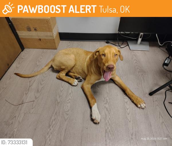 Found/Stray Female Dog last seen Dollar General on 56th and Lewis in North Tulsa, Tulsa, OK 74130