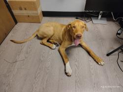 Found/Stray Female Dog last seen Dollar General on 56th and Lewis in North Tulsa, Tulsa, OK 74130
