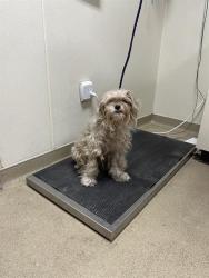 Shelter Stray Male Dog last seen CRESCENT DR, 31078 LA-36, Lacombe, LA 70445, USA