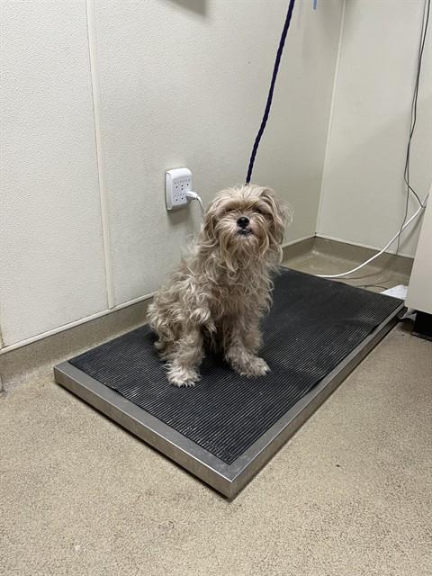 Shelter Stray Male Dog last seen CRESCENT DR, 31078 LA-36, Lacombe, LA 70445, USA