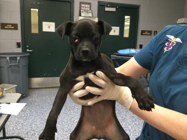 Shelter Stray Female Dog last seen Near BLOCK TOWNE ST, INDIO, CA, 72050 Pet Land Pl, Thousand Palms, CA 92276, USA