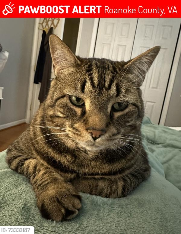 Lost Male Cat last seen Hardy Rd, Roanoke County, VA 24179