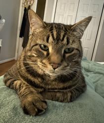 Lost Male Cat last seen Hardy Rd, Roanoke County, VA 24179