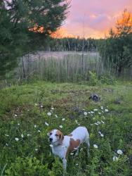 Reunited Female Dog last seen Near snowmobile trails behind tinneys tavern., Lake Desolation, NY 12850