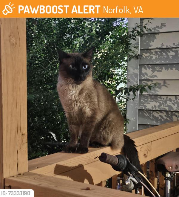 Found/Stray Female Cat last seen ODU Campus, Norfolk, VA 23508